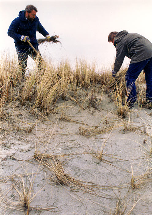 Helmpflanzung in den D&uuml;nen