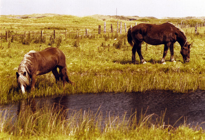 Pferdeweide im Westinnengroden
