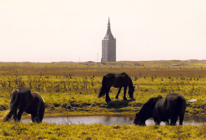 Grasende Pferde auf der Weide