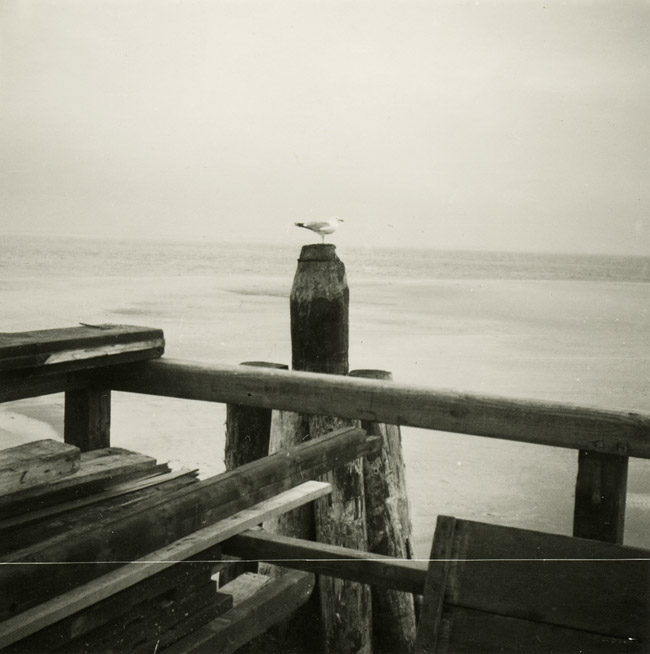 M&ouml;we am Ostanleger