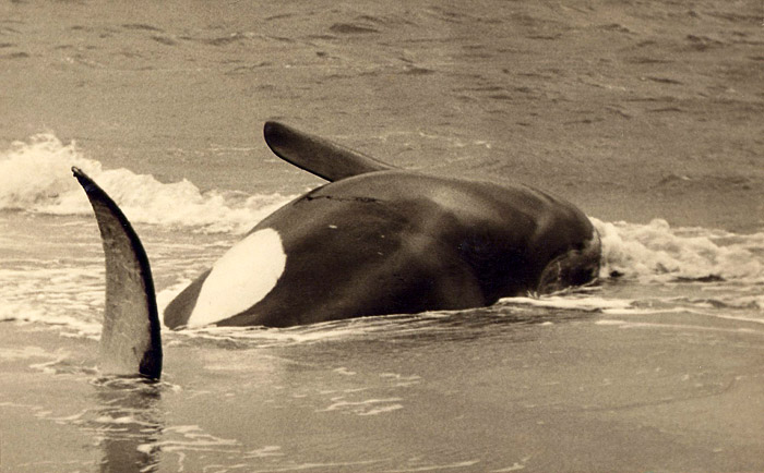 Gestrandeter Schwertwal